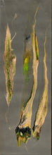 Load image into Gallery viewer, Jungle 1 &amp; 2
